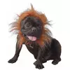 Déguisement lion pour chien