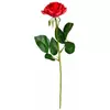 Rose rouge
