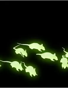 12 fosforescerende ratten