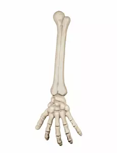 Skelet arm en hand