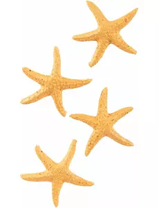4 Hars Zeester 4,5 cm