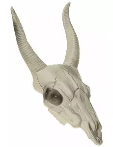 Crâne tête de buffle 14 x 40 cm