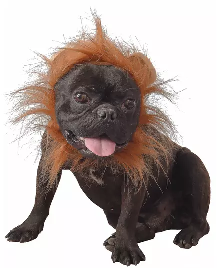Déguisement lion pour chien