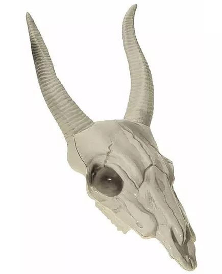 Buffelkop schedel 14 x 40 cm