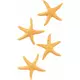 4 étoiles de mer en résine de 4,5 cm