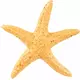 4 étoiles de mer en résine de 4,5 cm, image 2